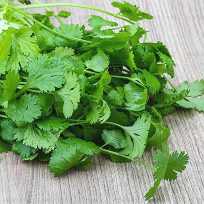 Fresh coriander