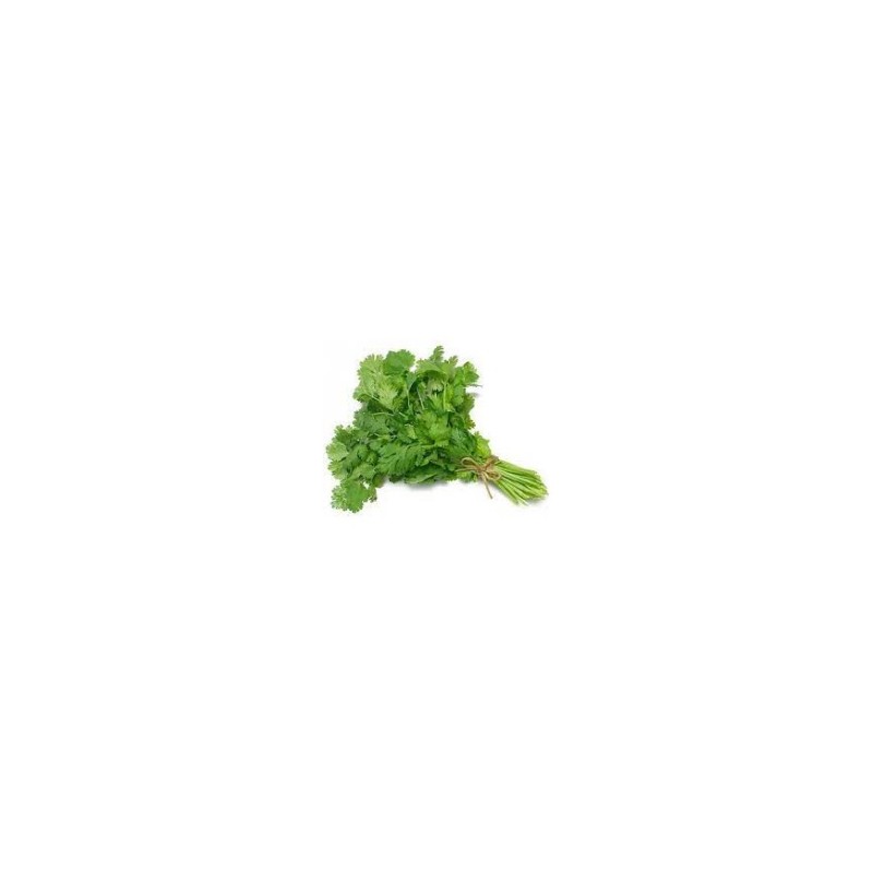 CORIANDER BUNCH (DHANIYA)