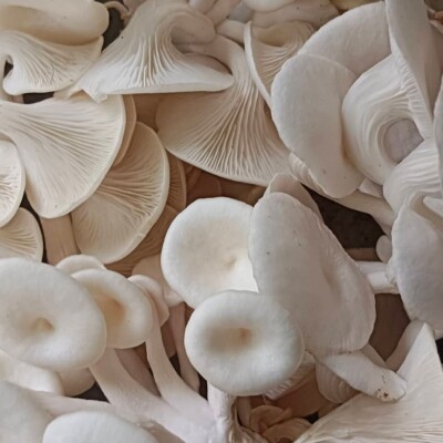 Mushroom(500 gram)