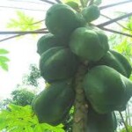 Papaya