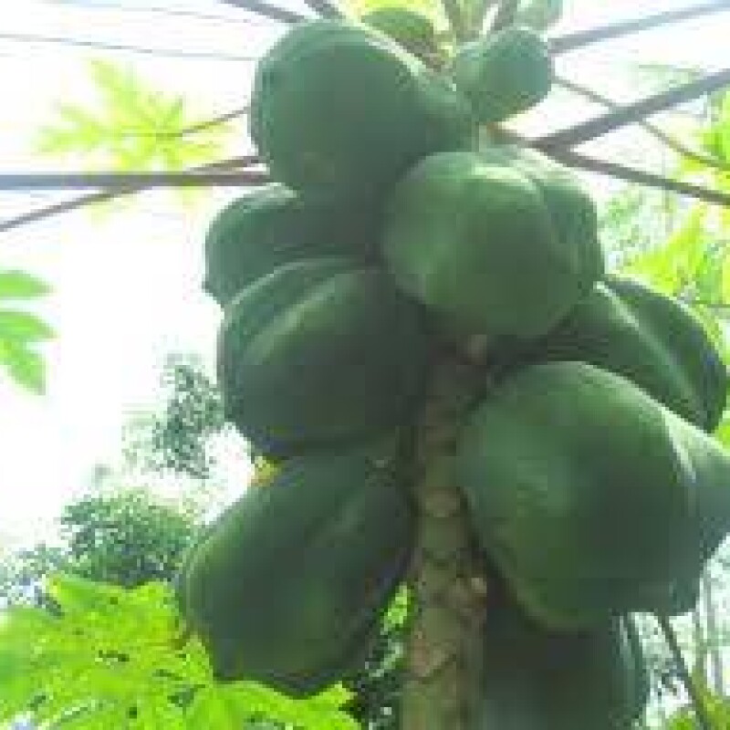 Papaya